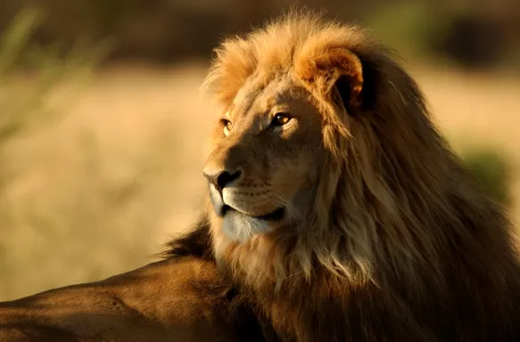 Beautiful lion looking towards the sun, as the sunset is getting closer.