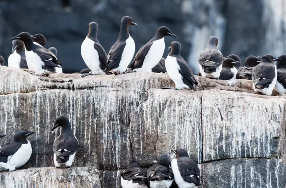 Guillemots nesting on Alkefjellet bird cliff, Norway