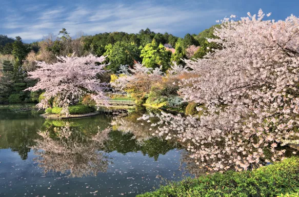 Cherry blossom trees and pond at Ryoanji temple gardens in Kyoto, Japan