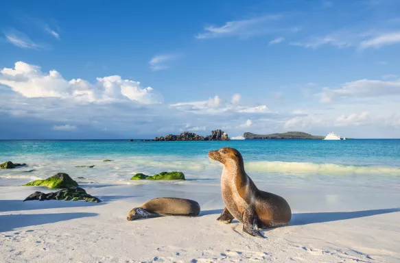 Galapagos sea lions sunbathing on the beach of Espanola island, located in the Pacific Ocean.