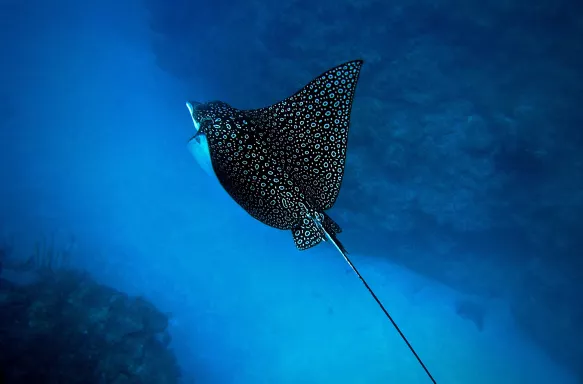 Underwater ocean shot of an Eagle Ray in Ambergris, Belize