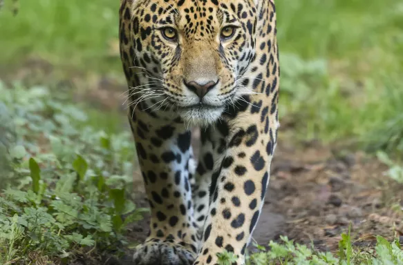 Jaguar