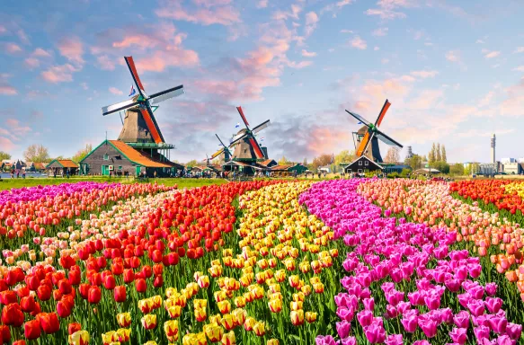 Traditional Dutch windmills, colourful flower beds and houses in Zaanstad Village, Netherlands, Europe.