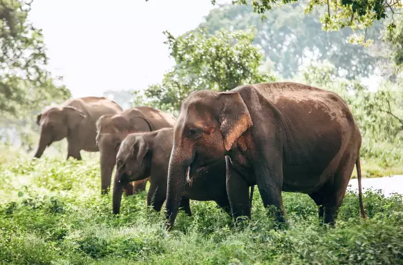 Elephant family near the pond in national nature park Udawalawe, Sri Lanka