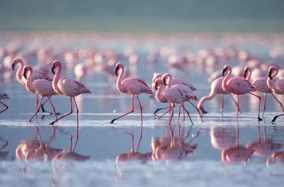 Beautiful flamboyance of Flamingos in the waters of Lake Nakuru