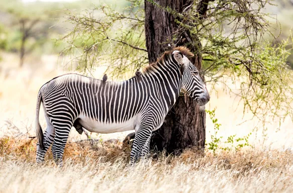 Male Grevy's Zebra standing amongst grasslands and a tree