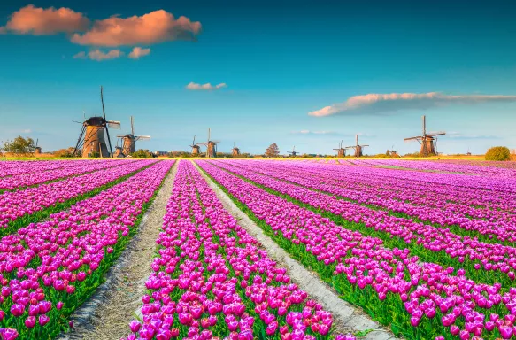 Colourful tulip fields with Dutch windmills in Kinderdijk, Netherlands