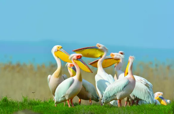 Flock of great white pelicans in a lush green field