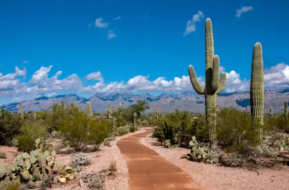 View of path and giant cacti on the Winding Trail, Saguaro National Park