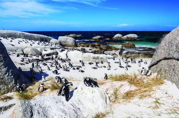 A group of penguins at Boulders Beach in South Africa