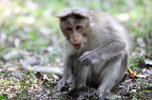 Money sat on the ground, at the Periyar Wildlife Sanctuary