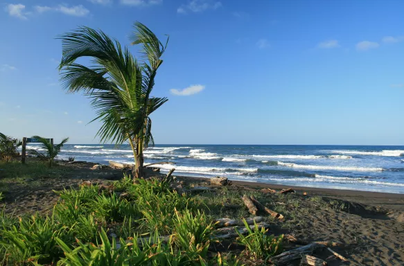 A palm tree blowing in the ocean breeze from the nearby sea