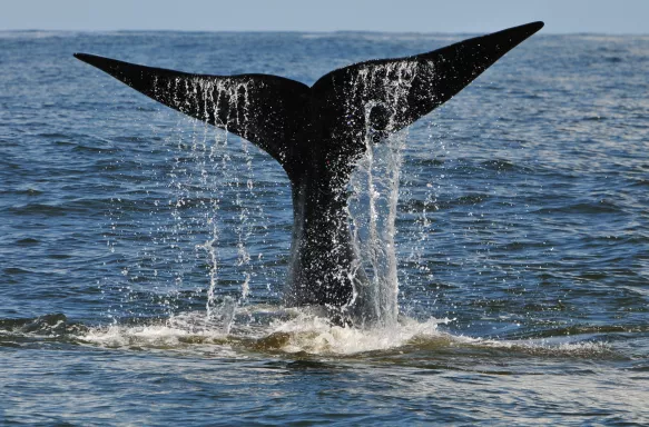 A whalefin emerging from the sea