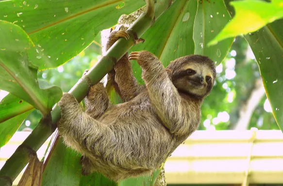 Sloth hanging from the branch of a tropical tree