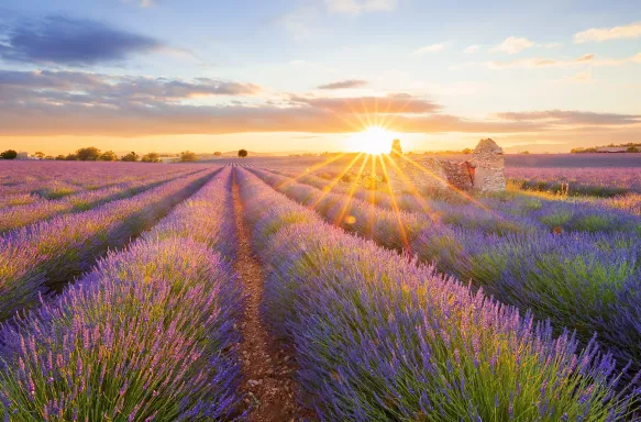 Panoramic view of lavender filed in Valensole, Provence, France