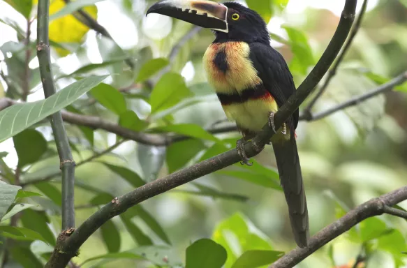 Collared Aracari sitting on branch in Costa Rica