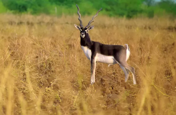 Blackbuck antelope in grassland looking towards the camera