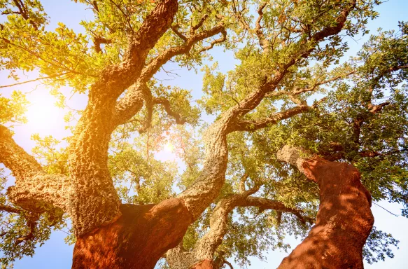 Old cork oak tree during the evening sun in Alentejo, Portugal