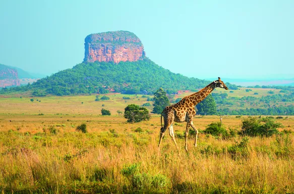 A giraffe walking in with a geological rock formation in the background, Limpopo Province, South Africa.