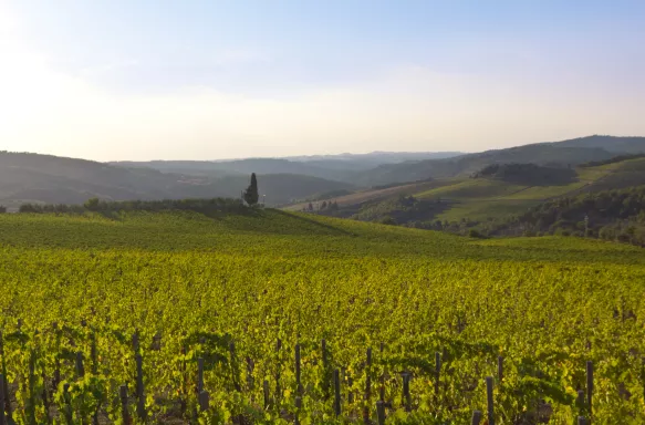 Chianti Vineyard in Tuscany landscape