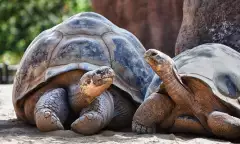 Two Galapagos tortoises looking at each other