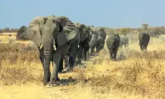 A herd of African elephants charging in Ethosa National Park Namibia