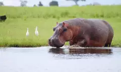 Hippopotamus drinking water at Chobe National Park in Botswana
