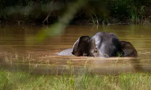 Elephant in Sri Lanka