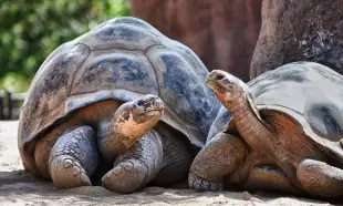 Two Galapagos tortoises looking at each other