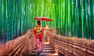 Bamboo Forest. Asian woman wearing japanese traditional kimono at Bamboo Forest in Kyoto, Japan.