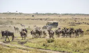 Herd of wildebeests on the savannah with tourist vehicle in Masai Mara, Kenya
