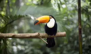 Toucan resting on branch