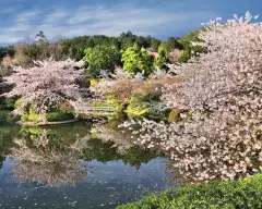 Cherry blossom trees and pond at Ryoanji temple gardens in Kyoto, Japan