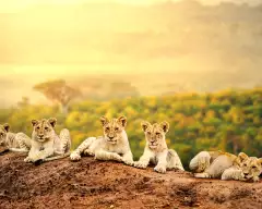 Lion cubs laying together waiting patiently for their mother