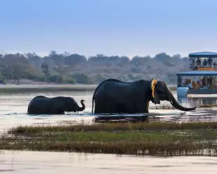 Elephants in the river in Chobe national park. Boat in the background with passengers watching the animals