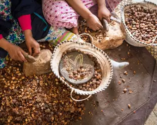 Women working on argan kernels, Marrakesh