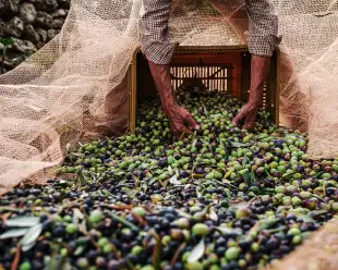 olive harvest in puglia italy