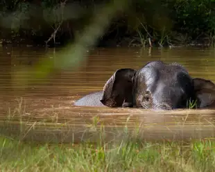 Elephant in Sri Lanka