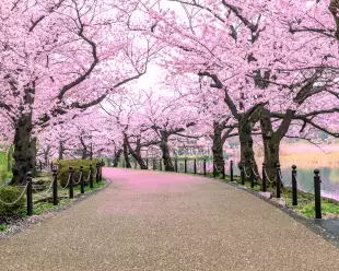 Walking path under beautiful cherry tree tunnel in Tokyo, Japan
