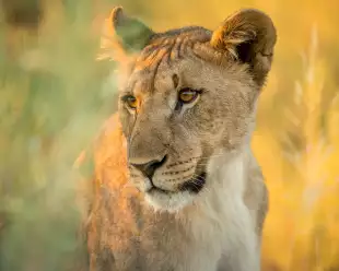 Calm lioness in a grassfield gazing to the left 