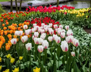 Keukenhof Tulip Gardens, Amsterdam. Colourful Tulip flower beds.