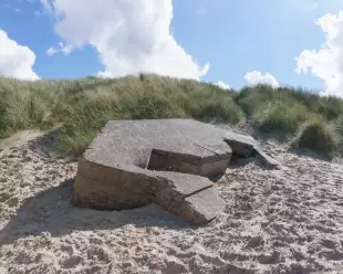 Large smooth on a sandy beach, with a background of marram grass