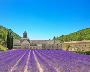 Abbey of Senanque and blooming rows lavender flowers in a large field 