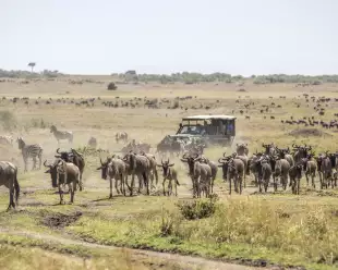 Herd of wildebeests on the savannah with tourist vehicle in Masai Mara, Kenya