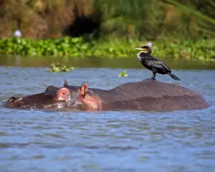 Cormorant bird on hippo at Lake Naivasha in Kenya, Africa