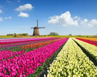 Colorful tulip field in front of a Dutch windmill under a nicely clouded sky in Netherlands