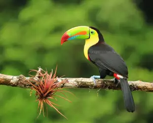 Colourful toucan sitting on a branch with greenery out of focus in the background