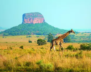 A giraffe walking in with a geological rock formation in the background, Limpopo Province, South Africa.