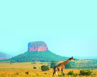 A giraffe walking in with a geological rock formation in the background, Limpopo Province, South Africa.