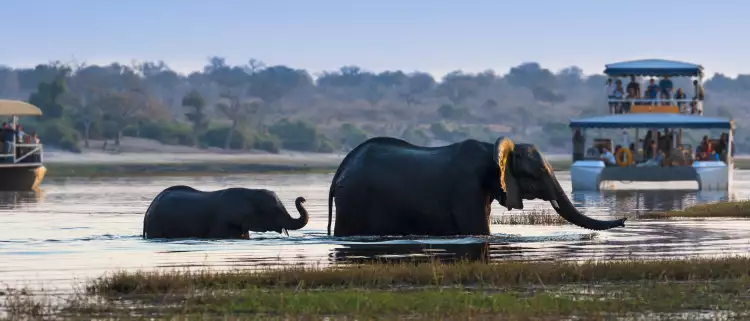 Elephants in the river in Chobe national park. Boat in the background with passengers watching the animals